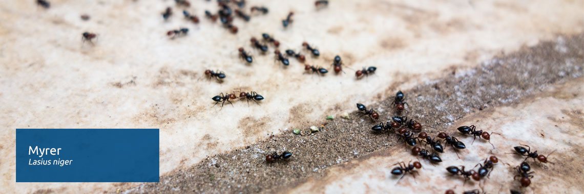 Myrer – bekæmpelse af myrer ude og inde