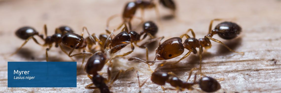 Myrer – bekæmpelse af myrer ude og inde