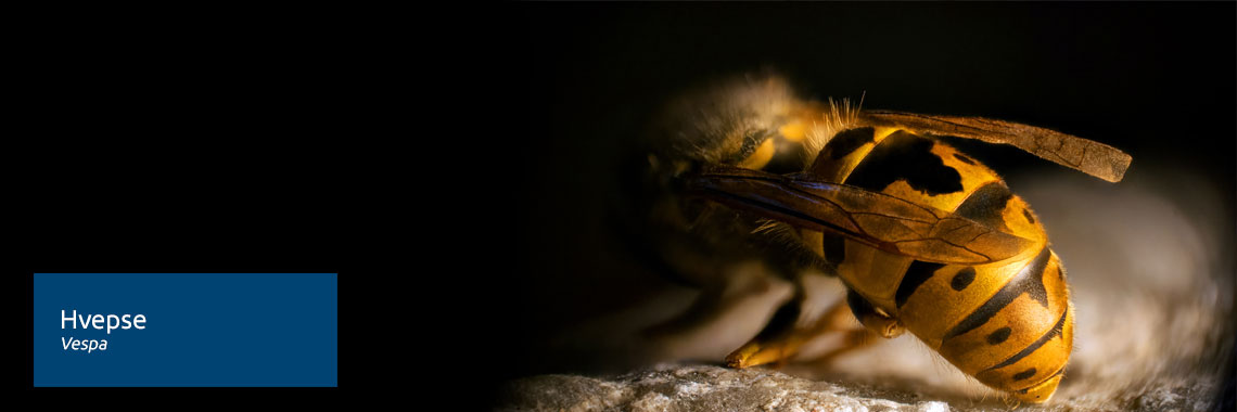 Bekæmpelse af hvepse - vi bekæmper hvepse og hvepsebo hurtigt