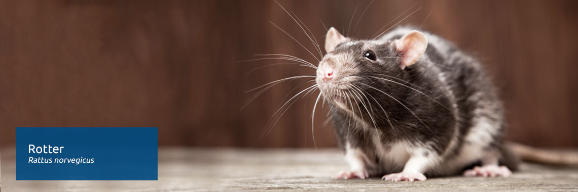 Rotter - bekæmpelse af rotter