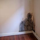 Tydelig angreb af skimmelsvamp på væg